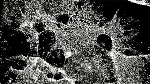 Video Reference: Black, Water, Black-and-white, Monochrome, Monochrome photography, Organism, Pattern, Design, Stock photography, Tree, Person