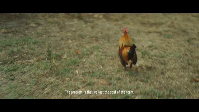 Video Reference: Chicken, Rooster, Bird, Galliformes, Fowl, Beak, Adaptation, Ecoregion, Phasianidae, Wildlife