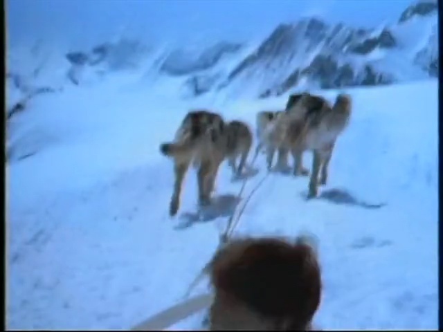 Video Reference: ecosystem, mammal, arctic, geological phenomenon, mountaineering, greenland dog, dog like mammal, wolf, adventure, freezing