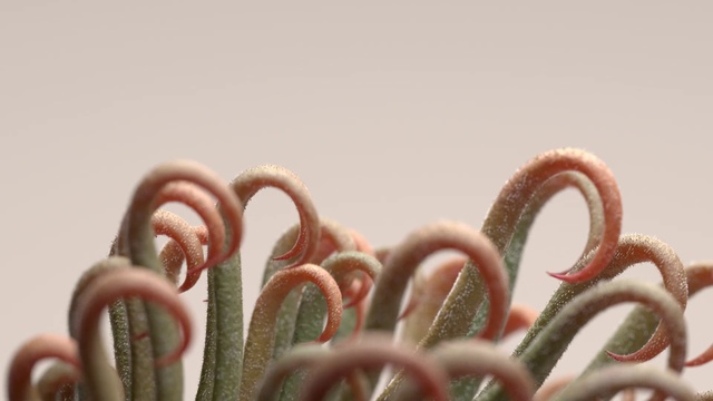 Video Reference: Close-up, Plant, Candy cane, Macro photography