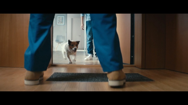 Video Reference: Mammal, Dog, Canidae, Welsh Corgi, Leg, Dog breed, Floor, Pembroke welsh corgi, Carnivore, Human leg