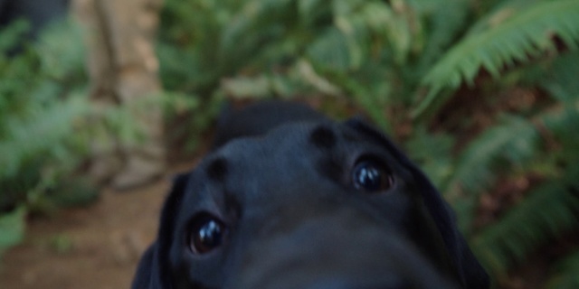 Video Reference: Dog, Canidae, Dog breed, Snout, Eye, Nose, Carnivore, Sporting Group, Greyhound, Labrador retriever