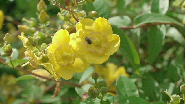 Video Reference: Flower, Plant, Branch, Petal, Herbaceous plant, Flowering plant, Subshrub, Terrestrial plant, Shrub, Insect