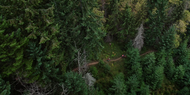 Video Reference: Vegetation, Tree, Green, Forest, Tropical and subtropical coniferous forests, Biome, Plant, Evergreen, Nature reserve, Woody plant