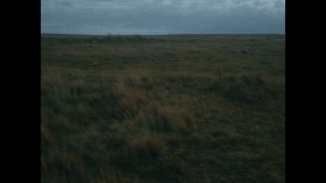 Video Reference: grassland, ecosystem, prairie, steppe, sky, plain, savanna, wilderness, ecoregion, grass