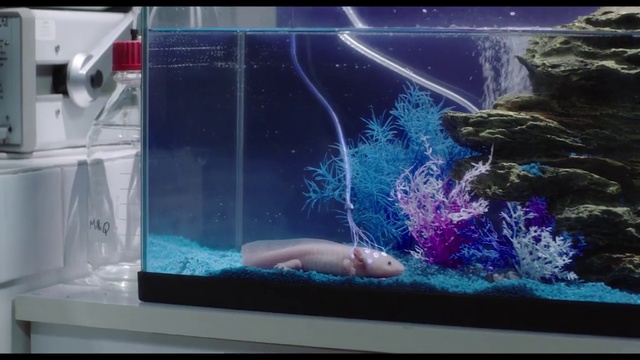 Video Reference: Water, Vertebrate, Window, Organism, Fluid, World, Mammal, Underwater, Marine biology, Fish supply