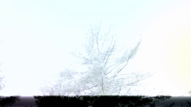 Video Reference: Sky, White, Branch, Tree, Atmospheric phenomenon, Daytime, Twig, Morning, Atmosphere, Woody plant