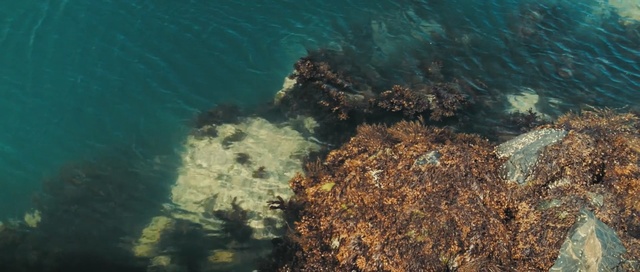 Video Reference: coral reef, water, reef, underwater, ecosystem, sea, marine biology, ocean, organism, rock