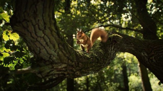 Video Reference: Tree, Nature, Wildlife, Trunk, Natural environment, Branch, Forest, Woodland, Jungle, Woody plant