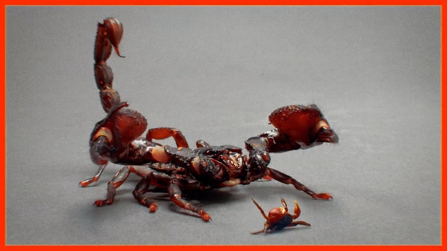 Video Reference: Insect, Pest, Ant, Invertebrate, Organism, Macro photography, Membrane-winged insect, Arthropod, Scorpion