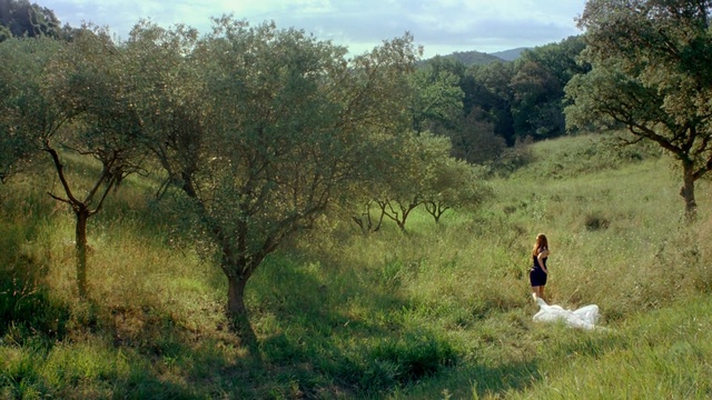 Video Reference: ecosystem, nature reserve, grassland, vegetation, tree, shrubland, wilderness, pasture, grass, savanna