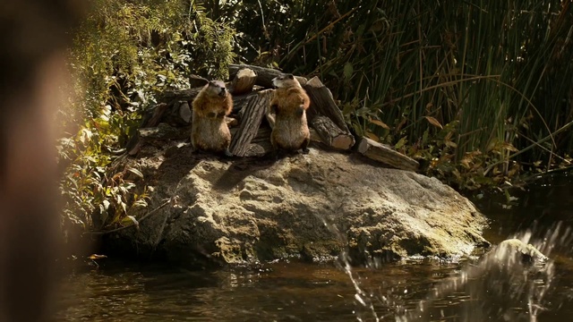 Video Reference: Water, Plant, Carnivore, Working animal, Watercourse, Fawn, Terrestrial animal, Bank, Beak, Natural landscape