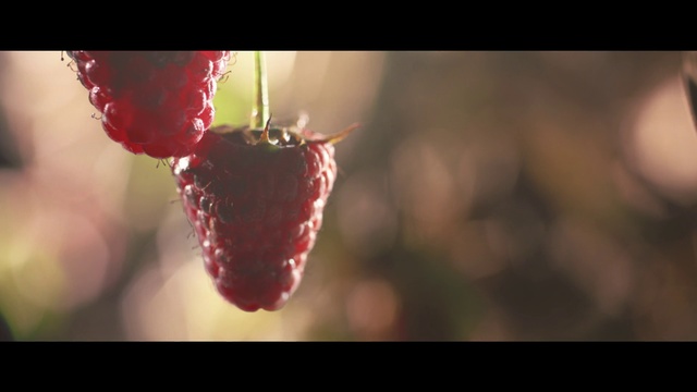 Video Reference: Red, Macro photography, Close-up, Leaf, Plant, Photography, Still life photography, Flower, Fruit, Petal