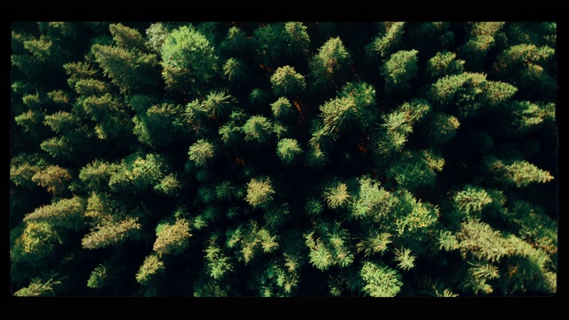 Video Reference: Green, Vegetation, Plant, Tree, Biome, Flower, Evergreen, Organism, Groundcover, Terrestrial plant, Person