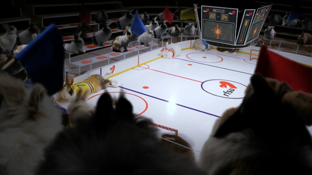 Video Reference: indoor games and sports, games, mammal, vertebrate, small to medium sized cats, cat, technology, sport venue, recreation, carnivoran