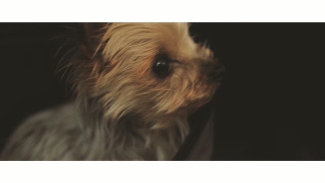 Video Reference: dog, dog like mammal, dog breed, yorkshire terrier, carnivoran, morkie, terrier, dog breed group, snout, shih tzu