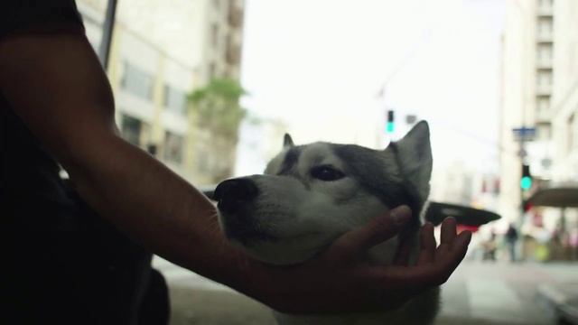 Video Reference: Siberian husky, Dog, Canidae, Alaskan malamute, Snout, Snapshot, Nose, Sled dog, Carnivore, Eye