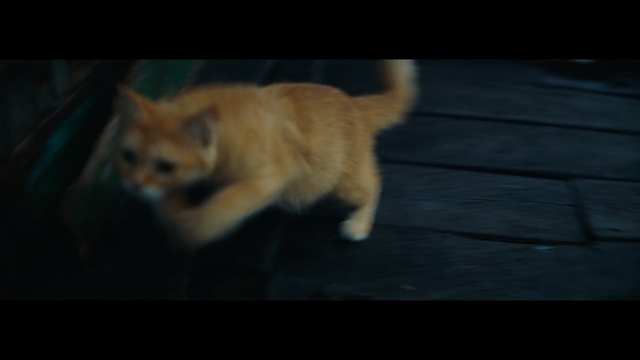 Video Reference: Cat, Mammal, Vertebrate, Felidae, Black, Whiskers, Carnivore, Small to medium-sized cats, Snapshot, Kitten