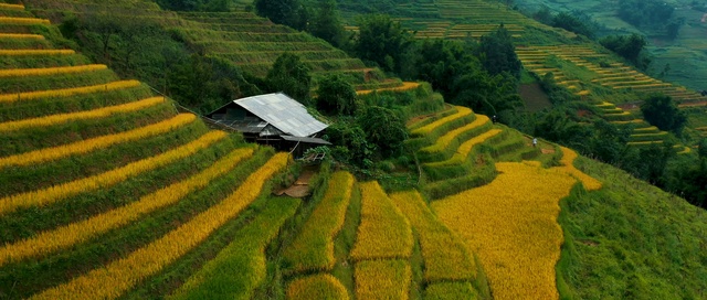 Video Reference: Terrace, Field, Highland, Agriculture, Plantation, Natural landscape, Landscape, Farm, Rural area, Crop