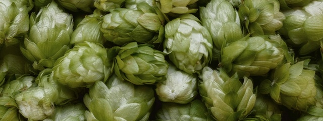 Video Reference: Plant, Hops, Humulus lupulus, Food, Vegetable, Flower, Local food, Produce, Ingredient, Leaf vegetable
