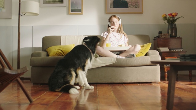 Video Reference: Mammal, Vertebrate, Dog, Canidae, Floor, Dog breed, Wood flooring, Laminate flooring, Room, Carnivore