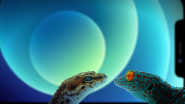 Video Reference: Reptile, Organism, Gecko, Scaled reptile, Adaptation, Lizard