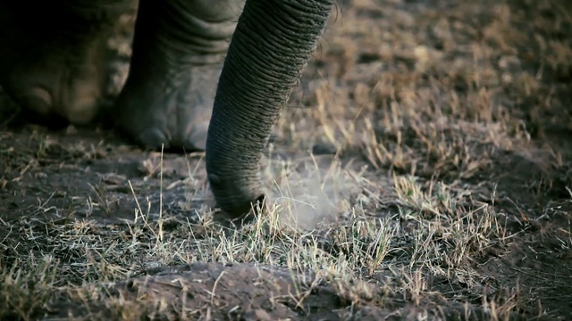 Video Reference: Elephant, Elephants and Mammoths, Terrestrial animal, Grass, African elephant, Wildlife, Leg, Adaptation, Close-up, Indian elephant