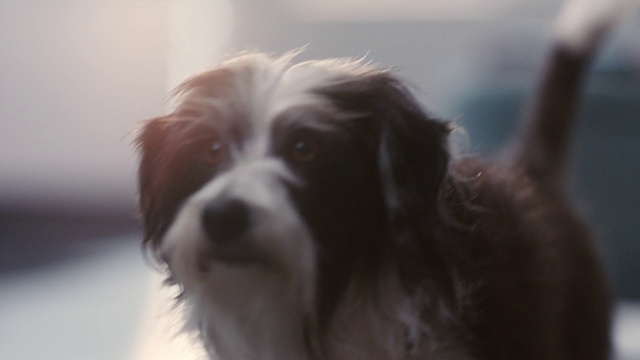 Video Reference: Dog, Mammal, Vertebrate, Canidae, Dog breed, Carnivore, Snout, Nose, Companion dog, Sporting Group
