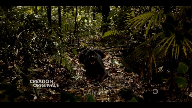 Video Reference: ecosystem, fauna, vegetation, wildlife, forest, jungle, rainforest, flora, nature reserve, old growth forest