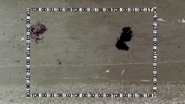 Video Reference: text, fauna, line, font, organism