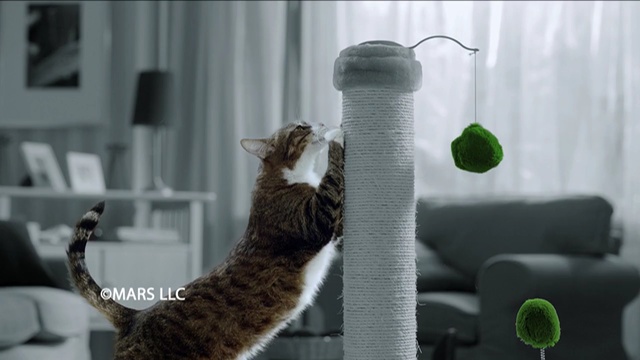 Video Reference: cat, small to medium sized cats, cat like mammal, fauna, whiskers