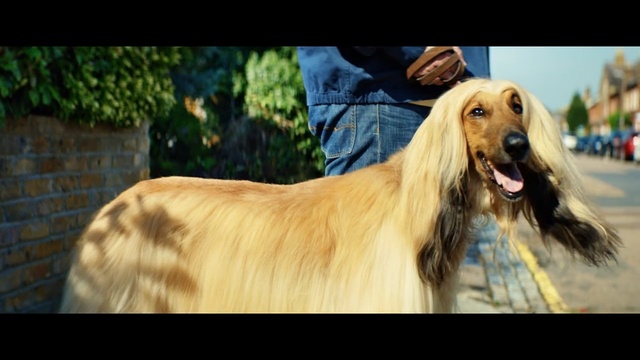 Video Reference: dog, dog breed, afghan hound, dog like mammal, borzoi, sighthound, saluki, taigan, snout, longdog