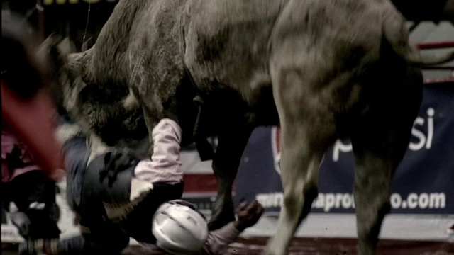 Video Reference: Mammal, Vertebrate, Bovine, Bull, Tradition, Public event, Cow-goat family, Horn, Performance, Animal sports, Person