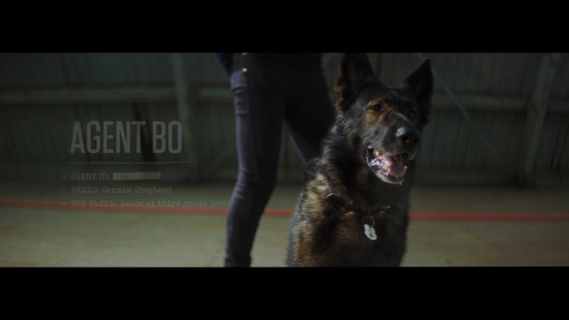 Video Reference: Dog, Mammal, Vertebrate, Dog breed, Canidae, Police dog, Carnivore, German shepherd dog, Snout, Working dog