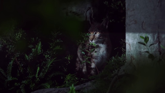 Video Reference: Nature, Green, Wildlife, Vegetation, Black, Felidae, Whiskers, Wild cat, Darkness, Light