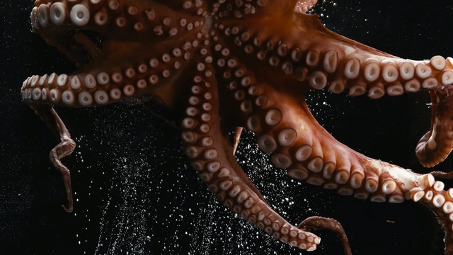 Video Reference: Octopus, Marine invertebrates, giant pacific octopus, Cephalopod, Starfish, Invertebrate, Organism, octopus, Echinoderm, Marine biology