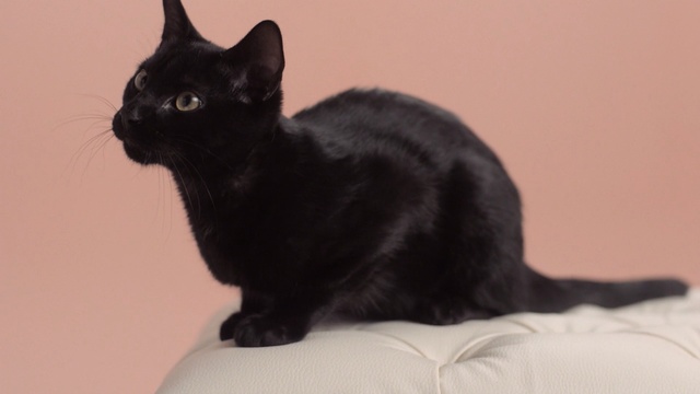 Video Reference: cat, black cat, black, bombay, small to medium sized cats, cat like mammal, whiskers, domestic short haired cat, fur, carnivoran