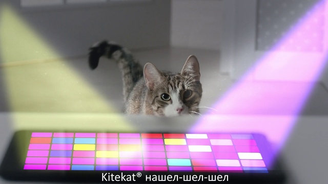 Video Reference: Cat, Whiskers, Felidae, Small to medium-sized cats, Kitten, Snapshot, Snout, Eye, Photo caption, Domestic short-haired cat