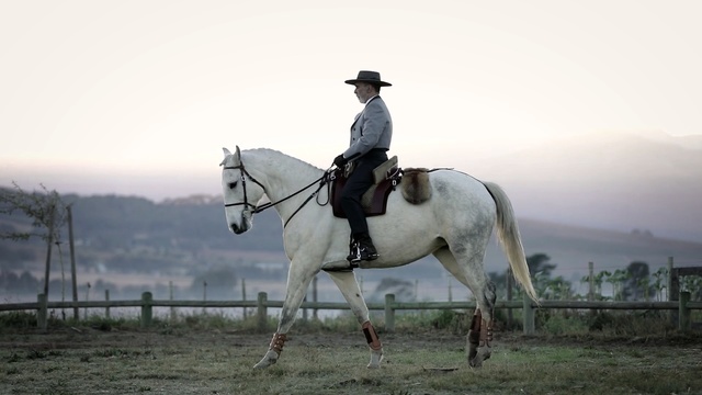 Video Reference: horse, rein, bridle, equestrianism, english riding, horse like mammal, stallion, western riding, equestrian, horse tack