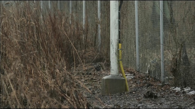 Video Reference: Tree, Trunk, Biome, Woodland, Plant, Forest, Woody plant, Plant stem, Northern hardwood forest