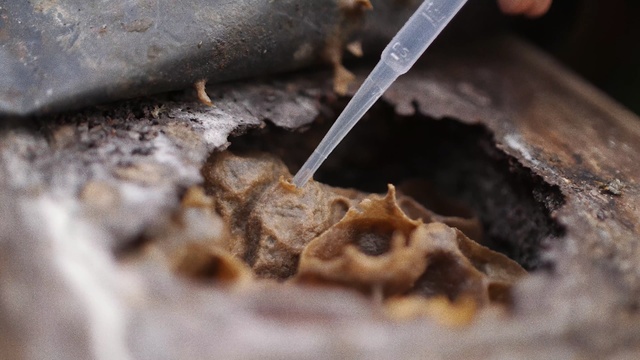 Video Reference: Cuisine