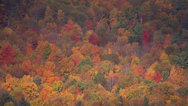 Video Reference: Leaf, Nature, Vegetation, Temperate broadleaf and mixed forest, Tree, Deciduous, Orange, Biome, Red, Autumn