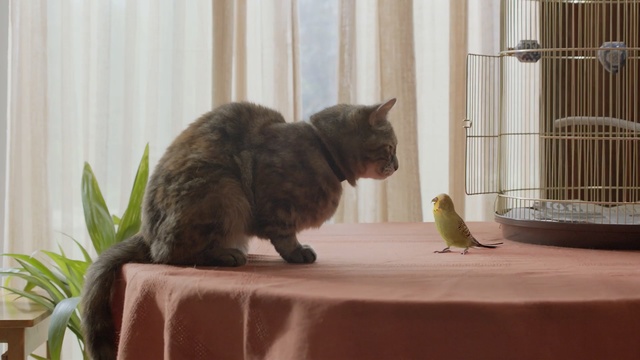 Video Reference: cat, fauna, small to medium sized cats, cat like mammal, whiskers, fur, wood, window, kitten, carnivoran