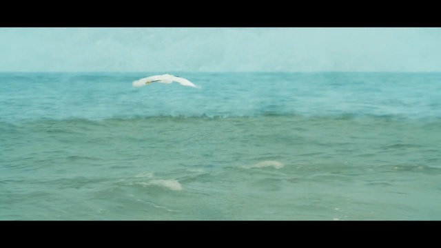 Video Reference: sea, water, ocean, sky, wind wave, wave, horizon, daytime, seabird, coastal and oceanic landforms