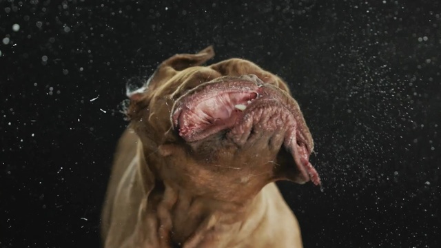 Video Reference: head, organism, mouth, darkness, snout, jaw, flesh, ear