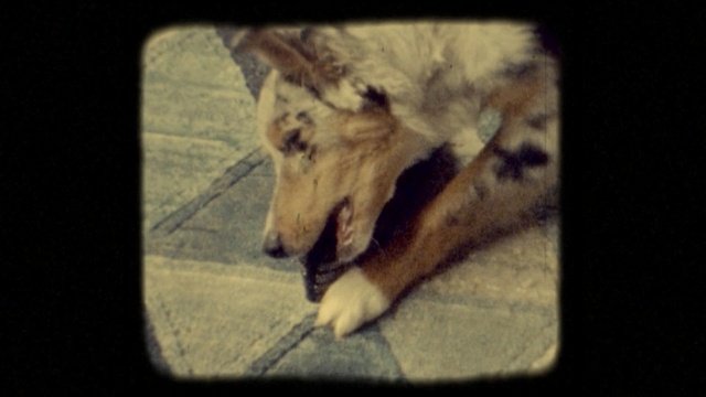 Video Reference: Canidae, Dog, Snout, Wildlife, Wolfdog, Carnivore, Canis, Dog breed, Jaw, Fur