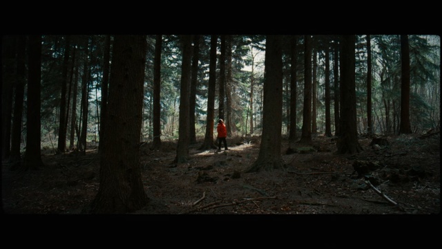 Video Reference: Woodland, Forest, Tree, Nature, Natural environment, Old-growth forest, Northern hardwood forest, Wilderness, Spruce-fir forest, Biome