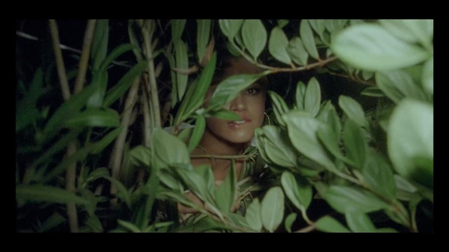 Video Reference: leaf, plant, flora, grass, jungle, grass family, plant stem