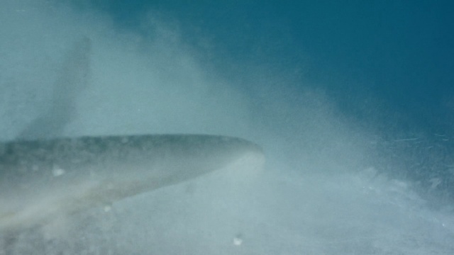 Video Reference: Sky, Atmospheric phenomenon, Geological phenomenon, Marine mammal, Cloud, Sea, Wildlife, Ocean