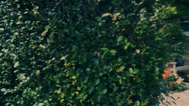 Video Reference: plant, vegetation, leaf, tree, shrub, grass, evergreen, ivy, branch